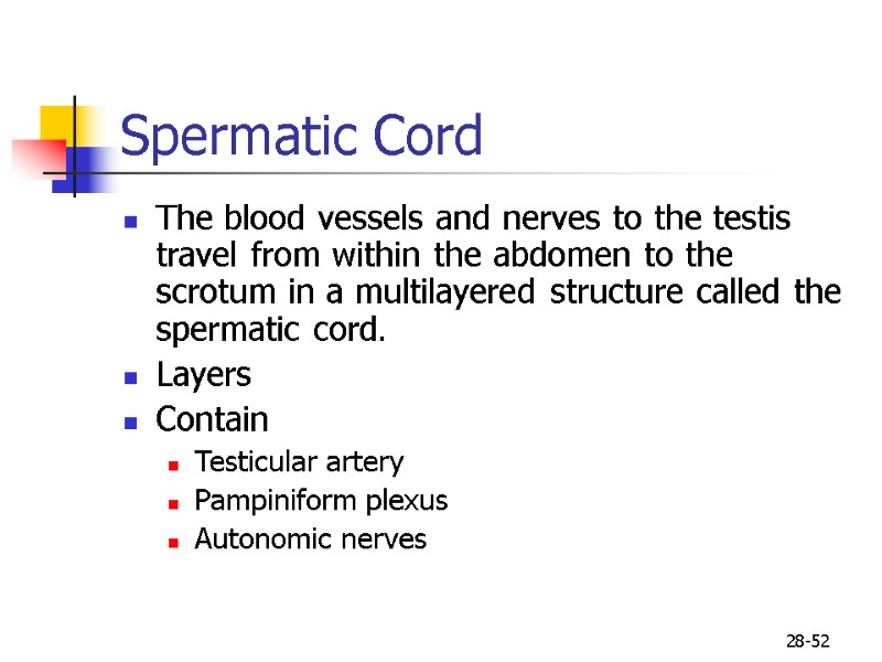28-52 Spermatic Cord  The blood vessels and nerves to the testis travel from